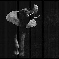 非洲-原创定制壁画 CG-NDC5186