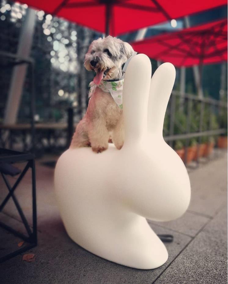 创意火狐官方网站 - 坐具|吧椅/凳子|办公火狐官方网站|火狐HUOHU（中国）火狐官方网站|兔凳