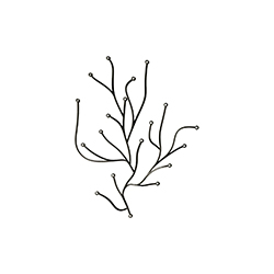 海草办公饰品 波鲁列克兄弟  vitra火狐官方网站品牌