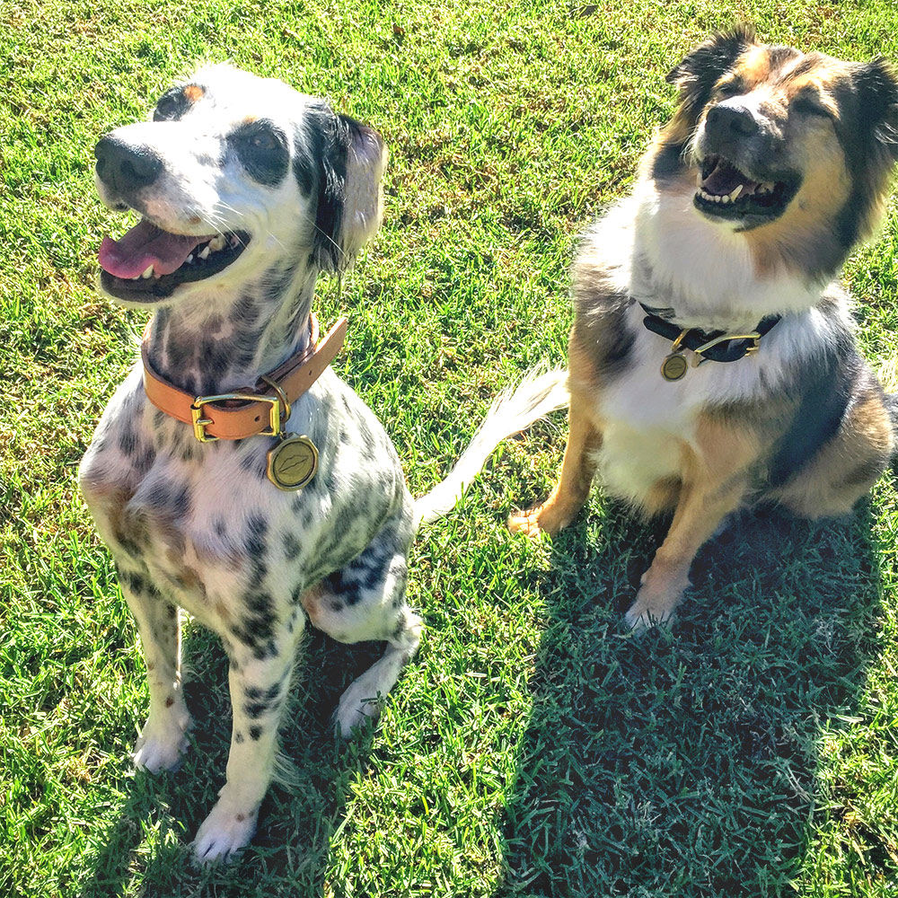 创意火狐官方网站 - 附件|饰品|办公火狐官方网站|火狐HUOHU（中国）火狐官方网站|Liaison狗项圈