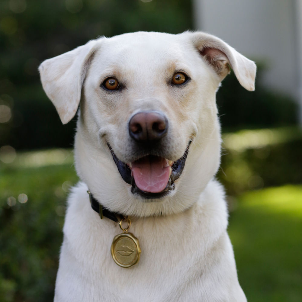 创意火狐官方网站 - 附件|饰品|办公火狐官方网站|火狐HUOHU（中国）火狐官方网站|Liaison狗项圈