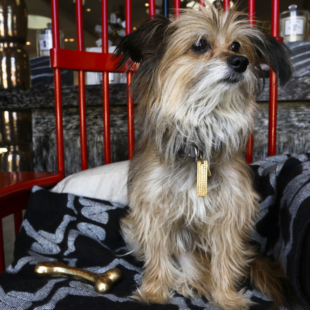 创意火狐官方网站 - 附件|饰品|办公火狐官方网站|火狐HUOHU（中国）火狐官方网站|狗骨头